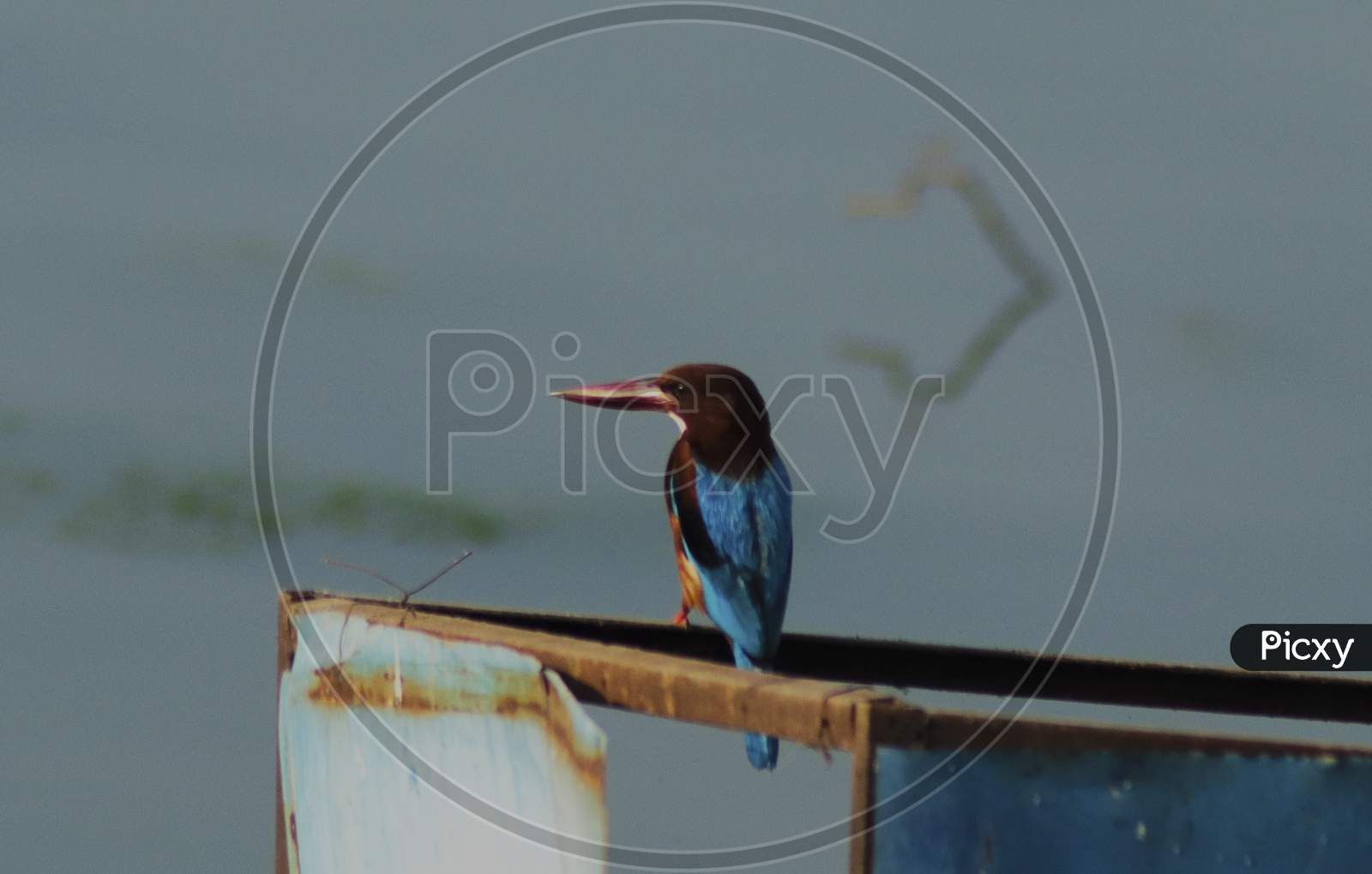 the white throated kingfisher