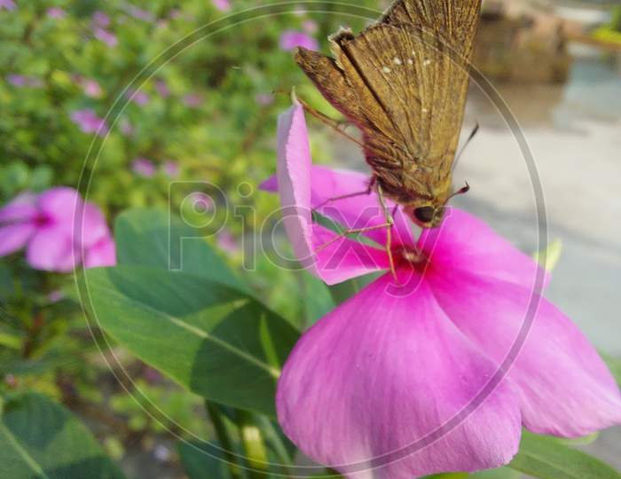 Butterflie on Flower