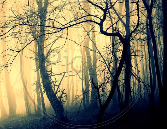 Spooky Forest Scene With Man Walking On A Dark Path
