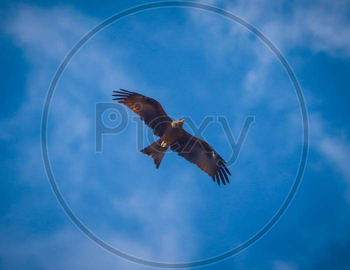 Eagle in blue sky.