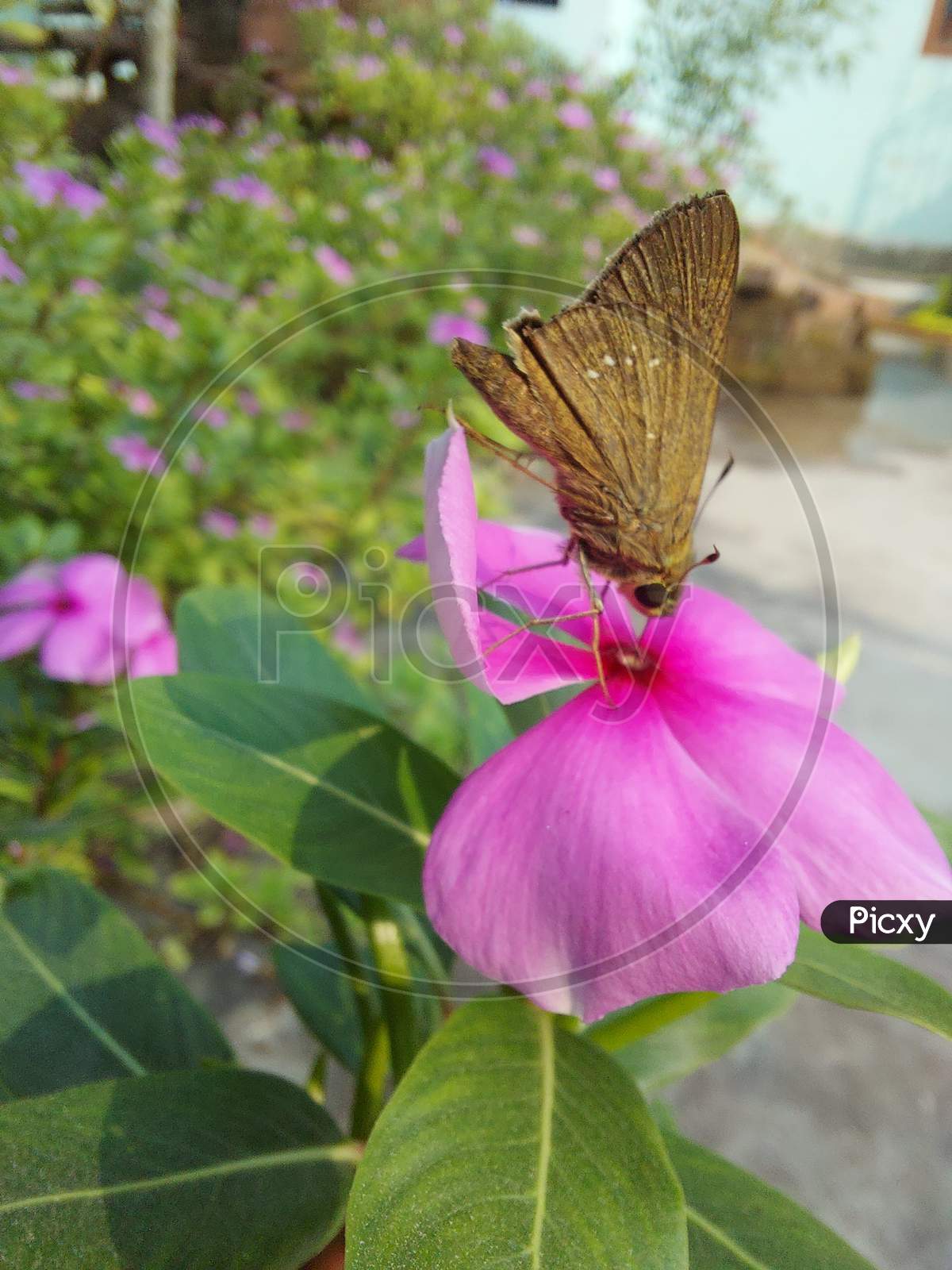 Butterflie on Flower