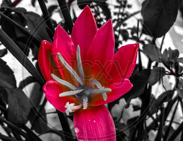 Beautiful flower image in carmine editing