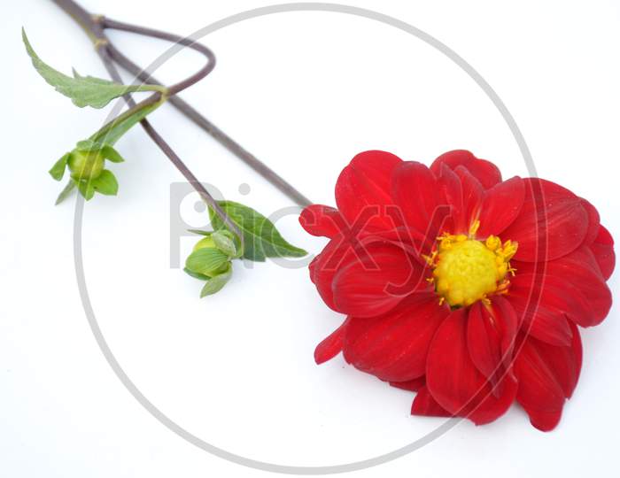 The Beautiful Red Dahlia Flower With Leaf And Branch Isolated On White Background.