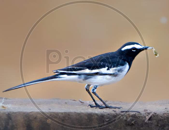 White browsed wagtail