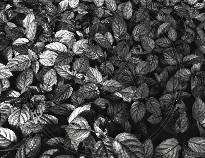 Leaf Monochrome