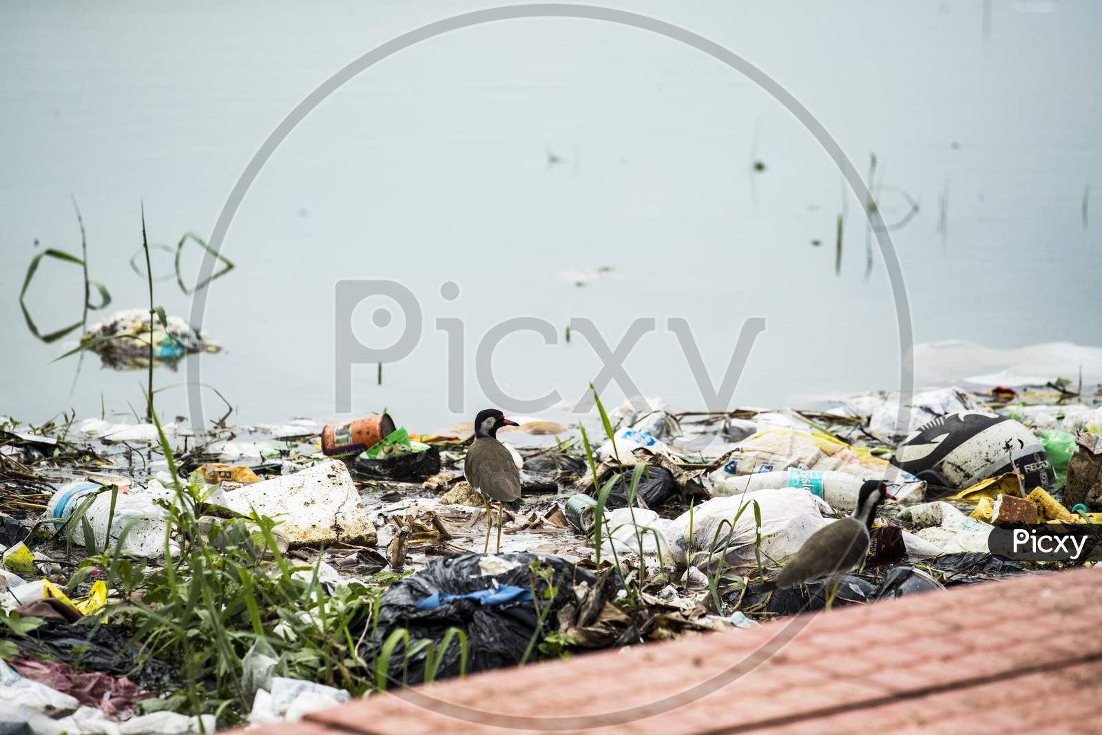 plastic waste accumulated in a wetland in kerala