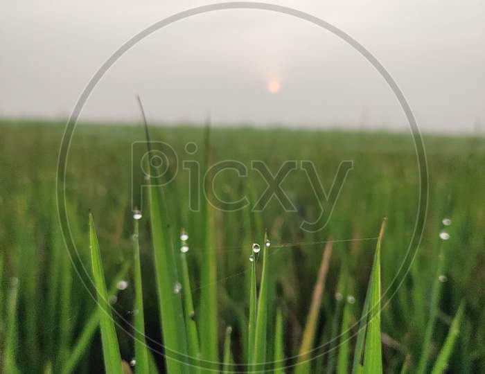 beautiful dew drops in paddy plants in the time of Sun rise