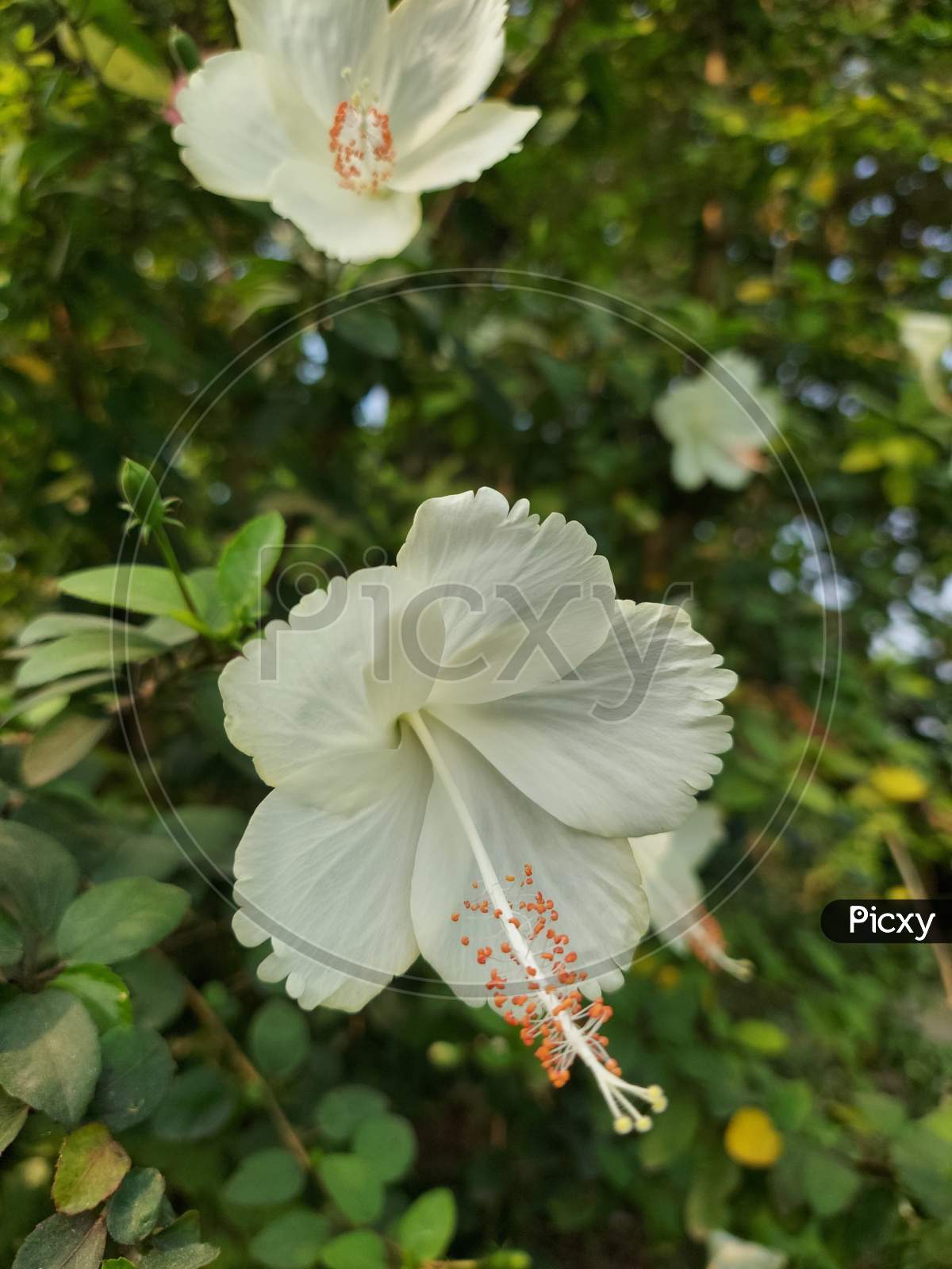 white Hibiscus flower( Arhul )