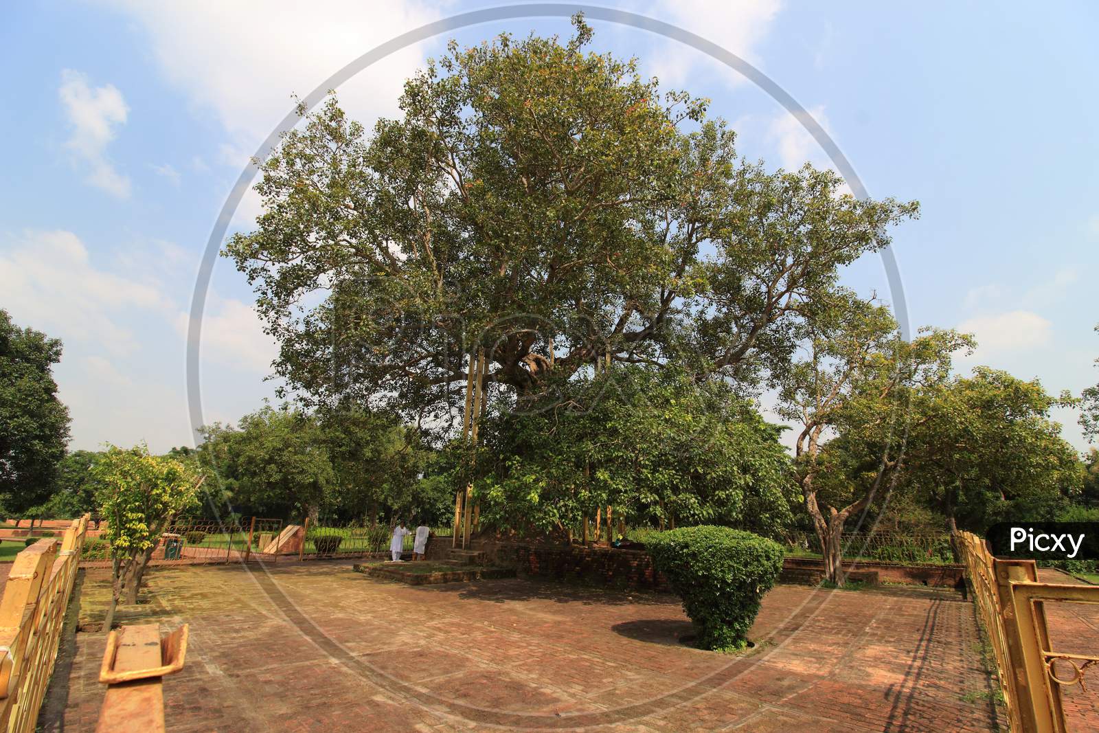 BODHI TREE SHRAVASTI UTTAR PRADESH INDIA