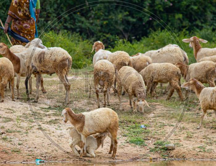 Sheep village life