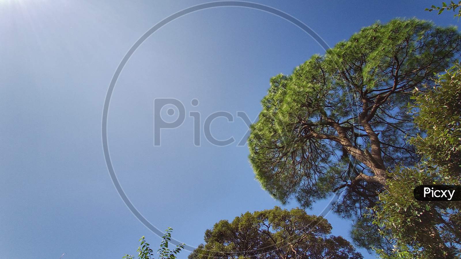 sky with pinus tree