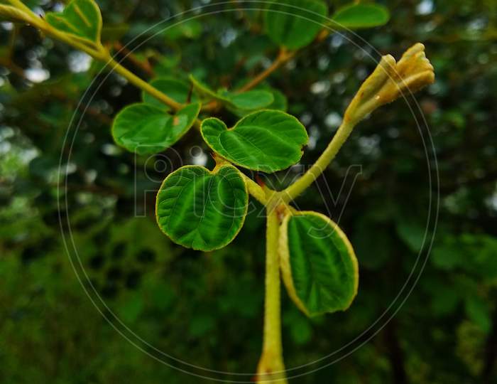 Ziziphus mauritiana ( urancia ber leaves)