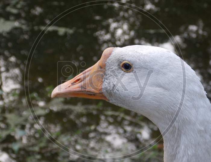 Close up photo of white swan bird