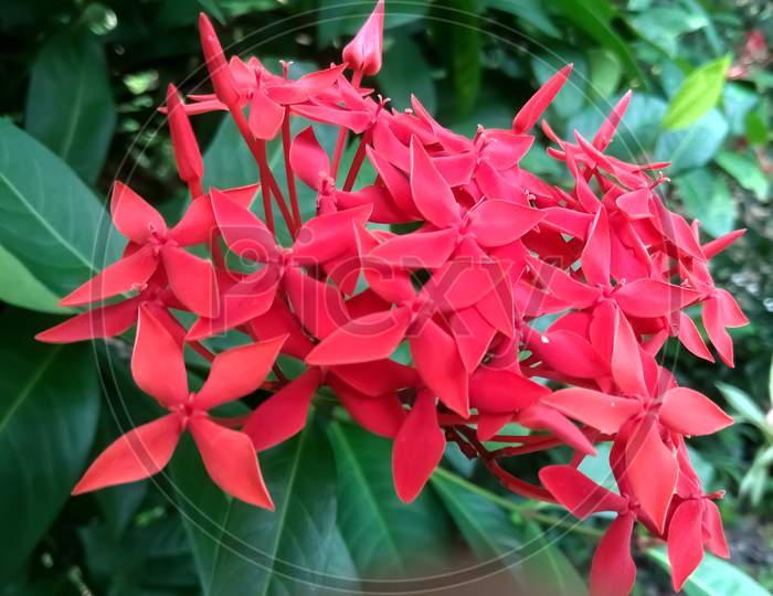 Close-up pic Red colour rangan flower.Ixora plant.latest pic 2020.