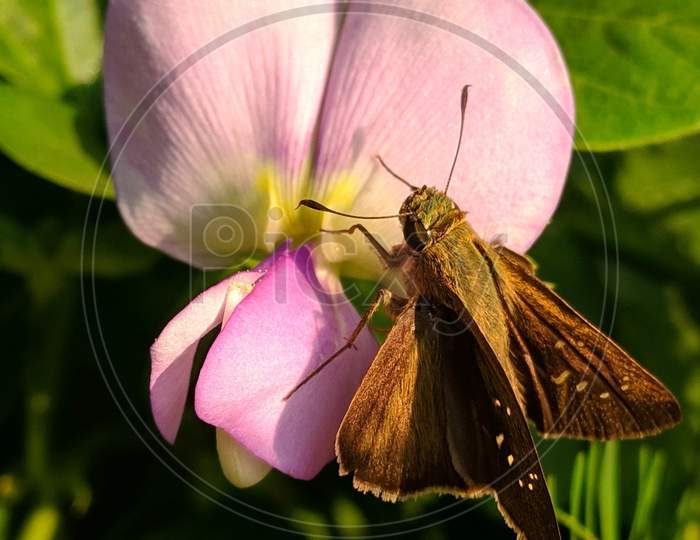Insect on a flower, macro photography