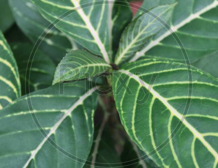 picture of  leaves