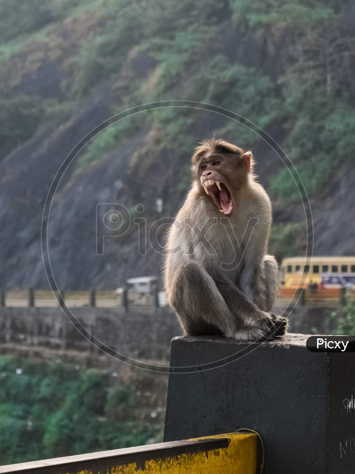 Portrait Of A Funny Bonnet Macaque Indian Monkey Sitting And Opening Its Mouth And Showing Its Teeth In Wayanad Churam.Yawning.