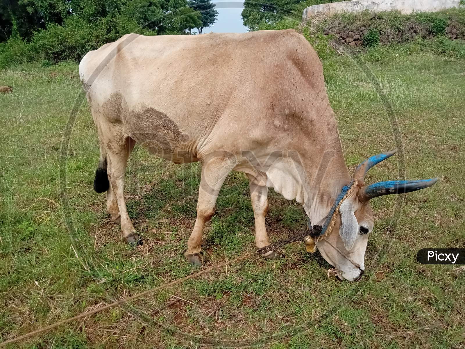 Ox eats grass in farm