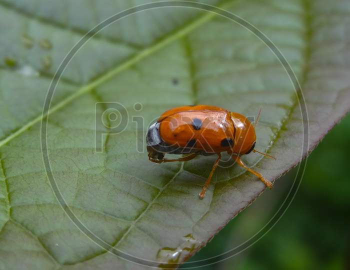 Beetle in the leaf