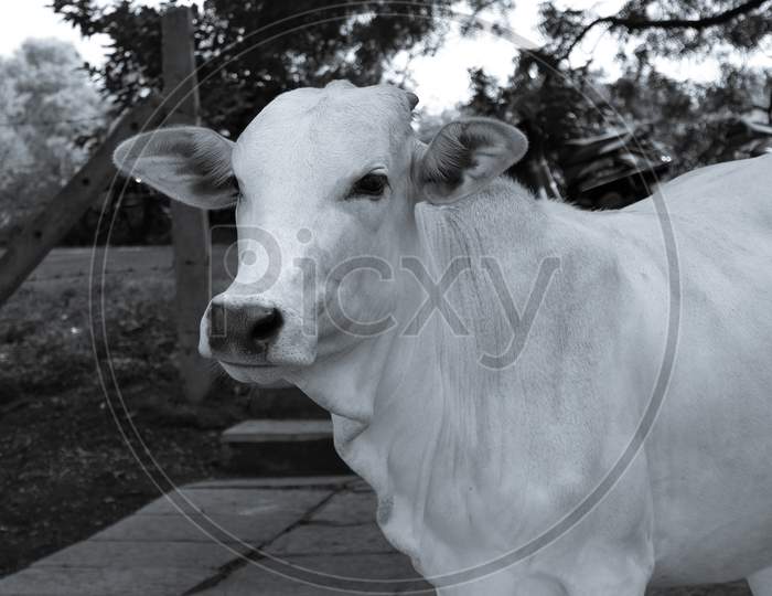 Close Shot Of Indian Young White Calf Looking In Park Monochrome Stock Photo