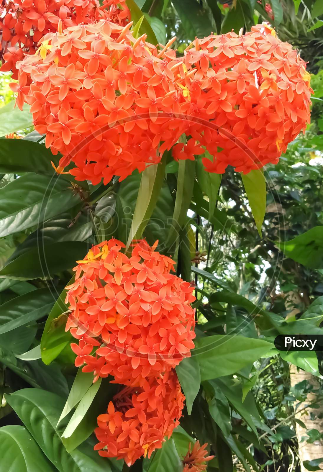 Orange colour rangan flower.Ixora plant.new pic 2020-21
