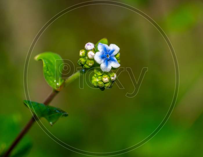 Blooming Blue Eyed Mary Flower In Garden