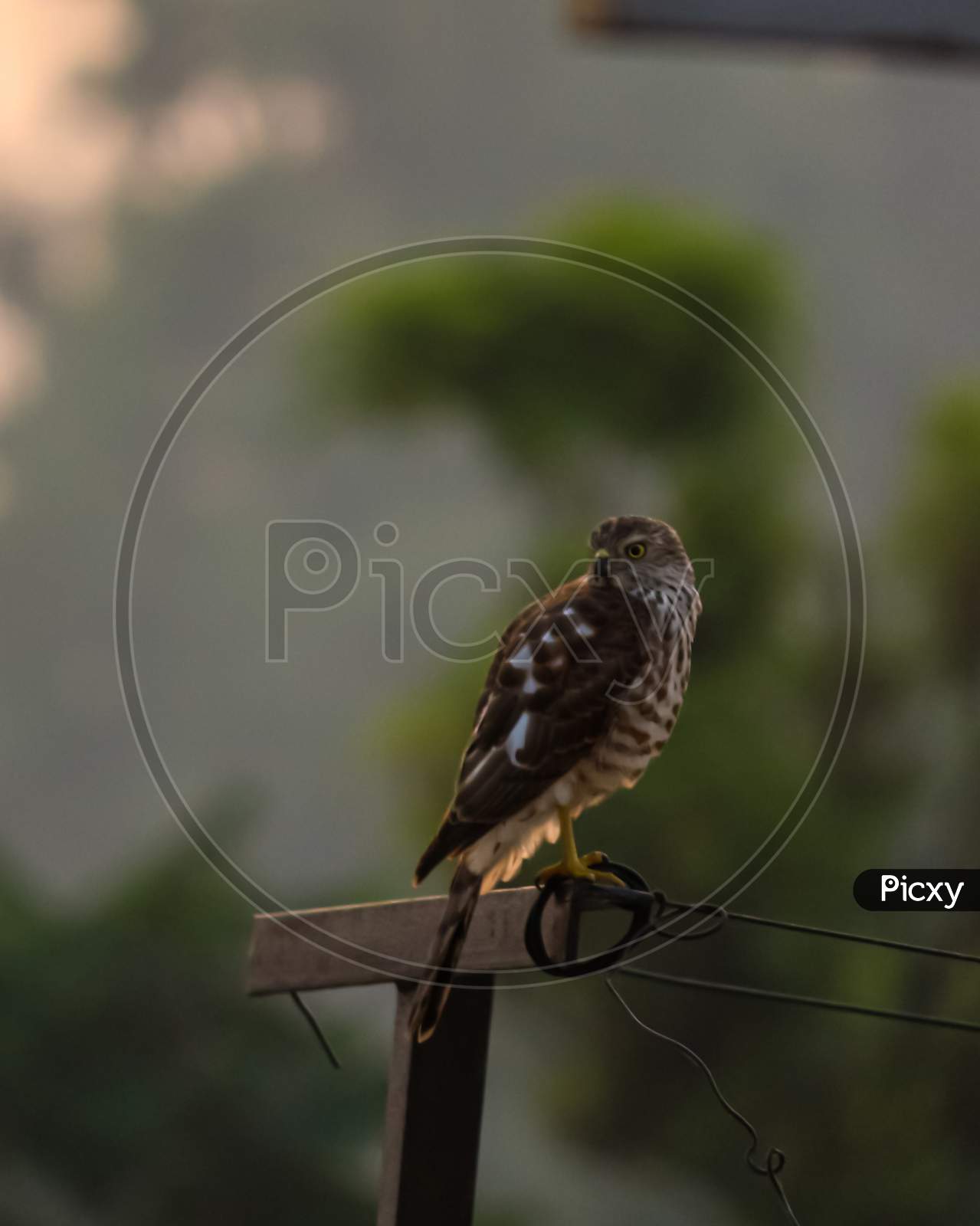 A wild raptor brown eagle bird sitting on a fence