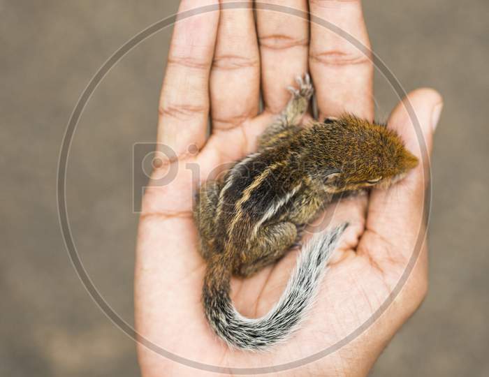 squirrel in hand