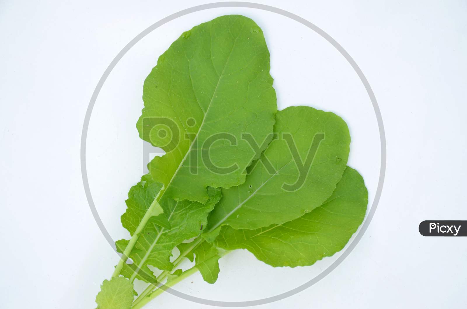 The Green Ripe Spinach Leaves Isolated On White Background.