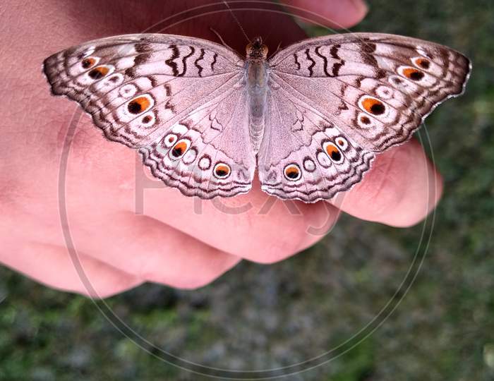Butterfly on hand (Junonia atlites/ Grey Pansy)