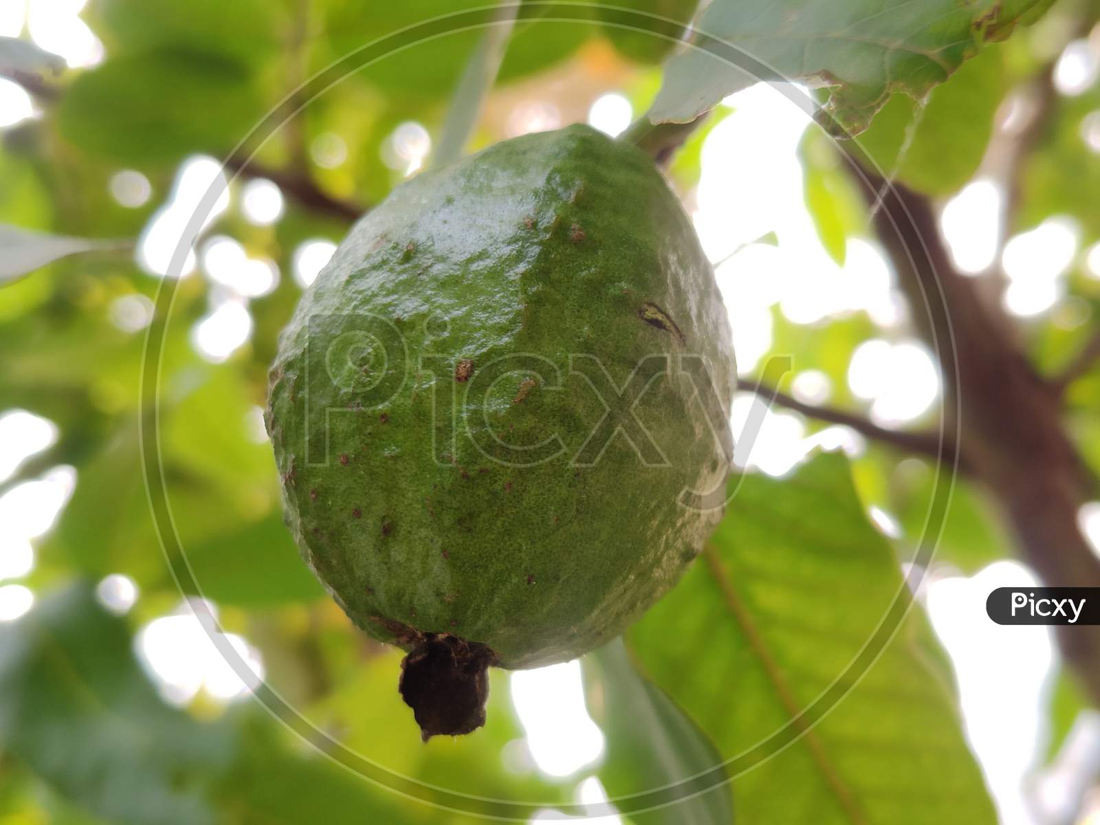 This photo is of a guava