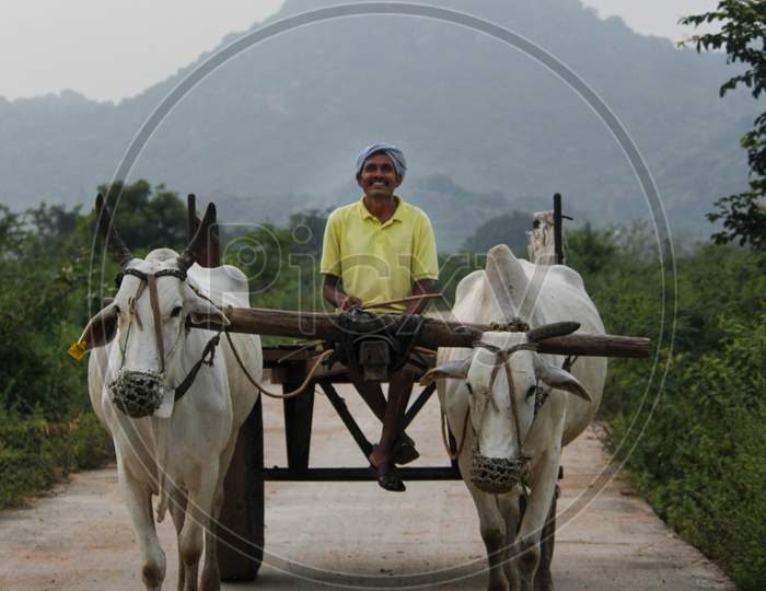 Farmer returning from Agriculture fields on bullock cart.