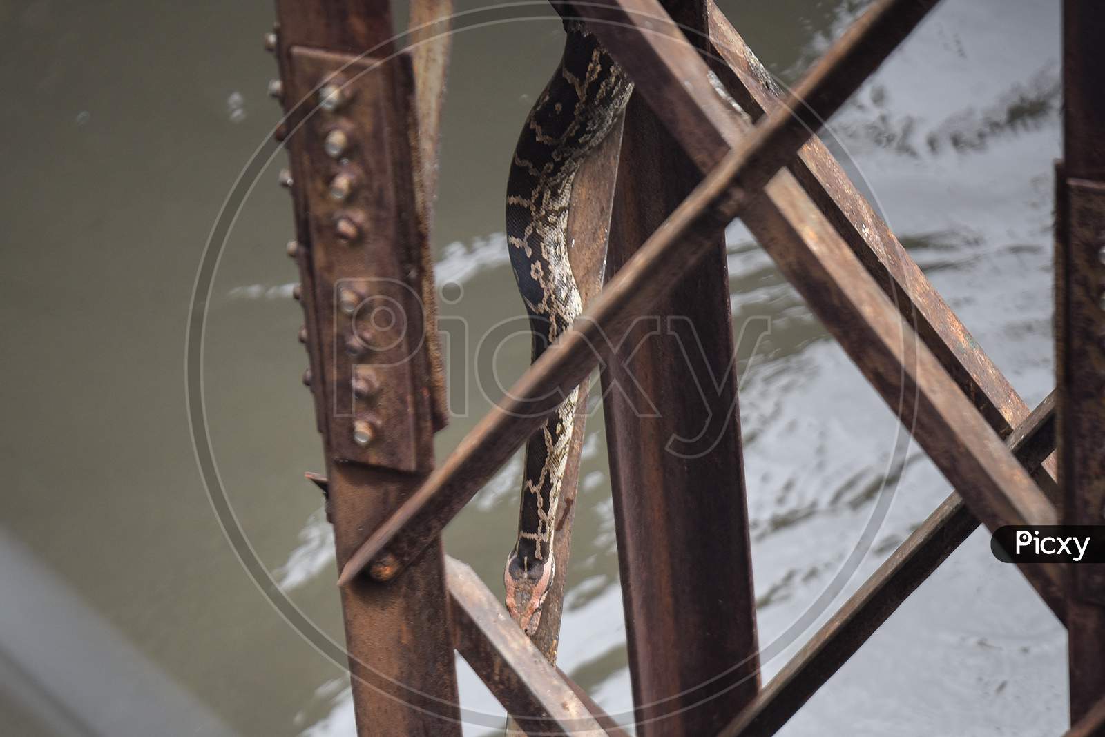 An Indian Rock Python takes shelter on an electric pole after the water levels rise as surplus water of River Musi is being released from Himayat Sagar Dam.