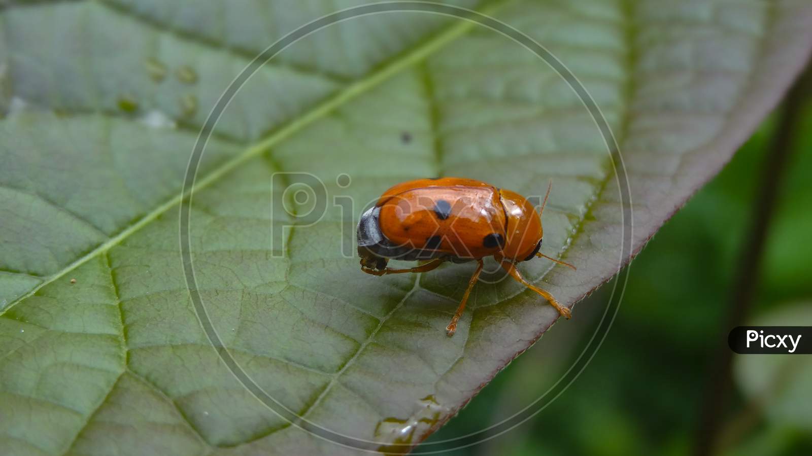 Beetle in the leaf