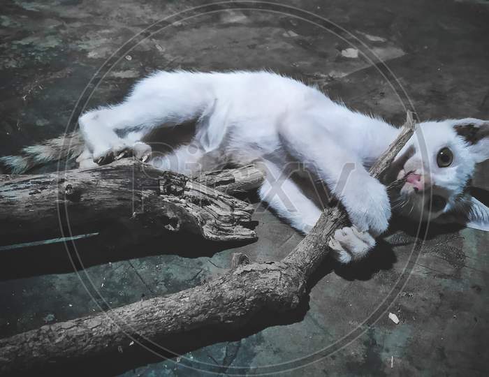 A white kitten is playing with a wooden stick, A kitten is lying down and looking at the camera