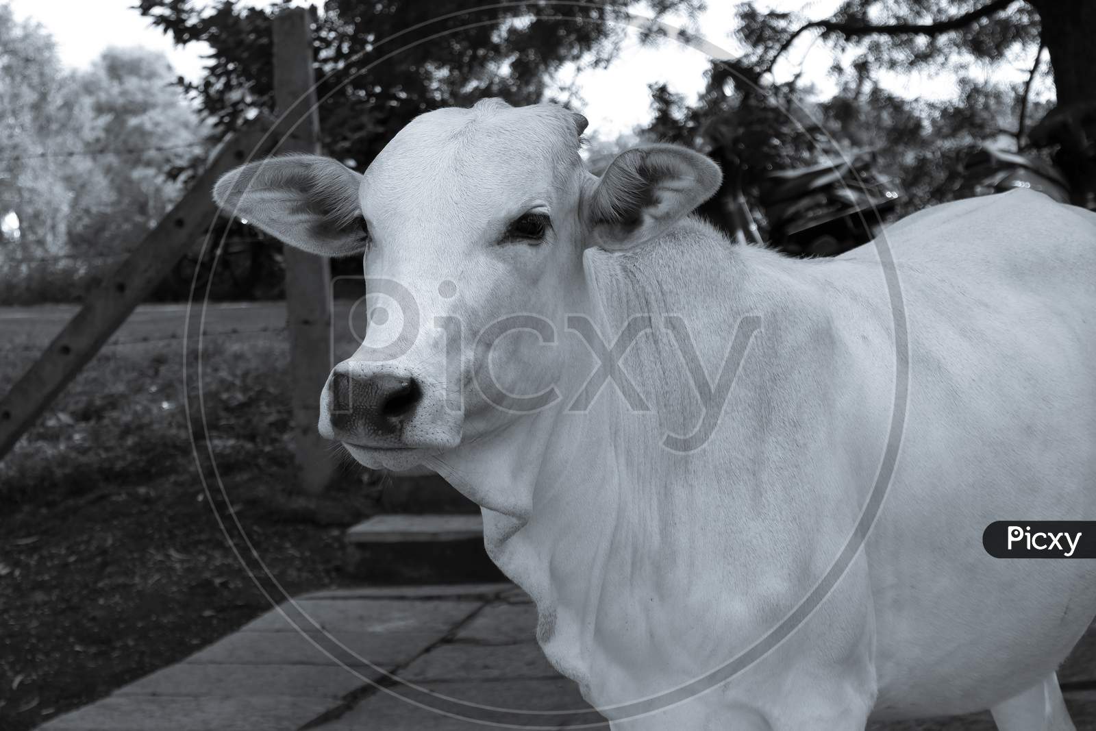 Close Shot Of Indian Young White Calf Looking In Park Monochrome Stock Photo