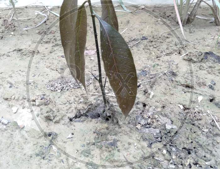 Small mango plant