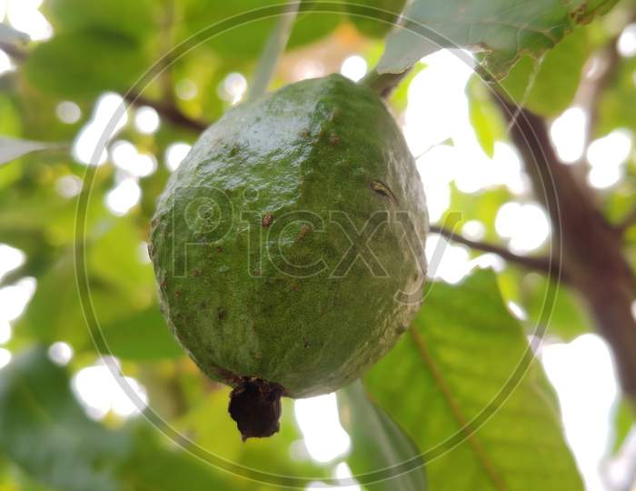 This photo is of a guava