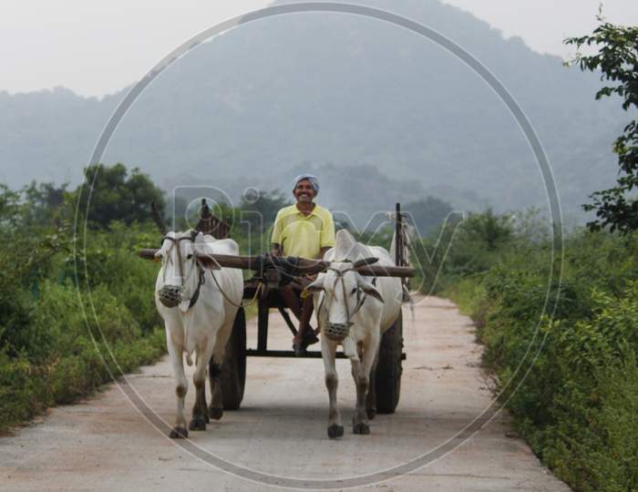 Farmer returning from Agriculture fields on bullock cart.