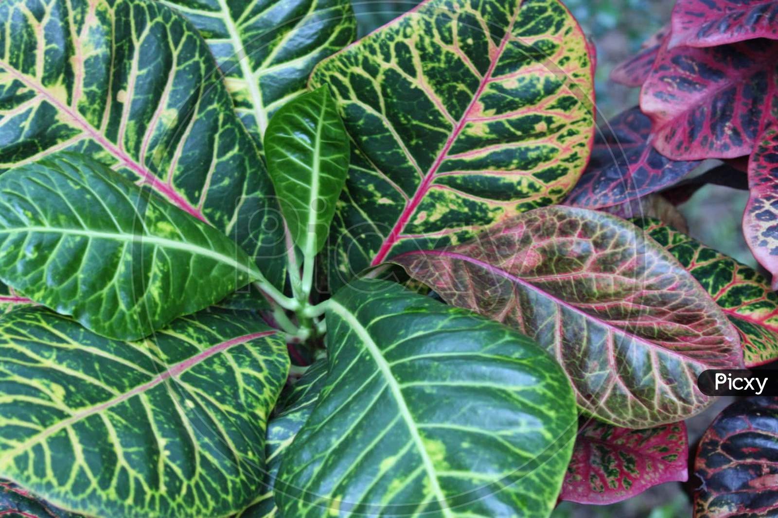 picture of colourful leaves of a plant