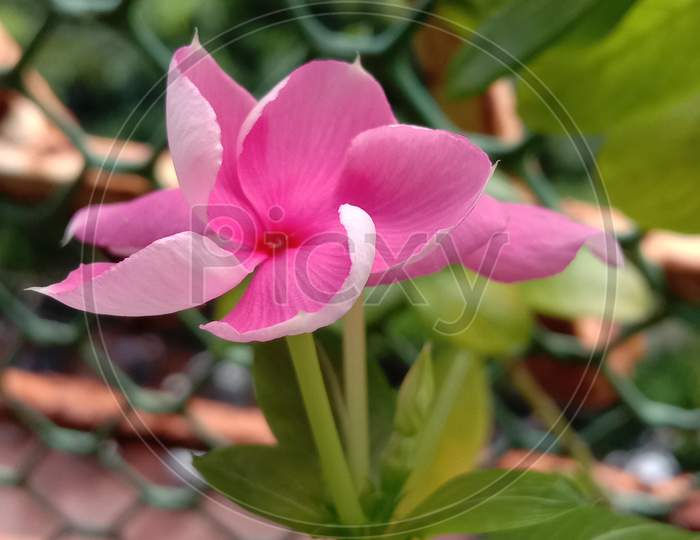 Flower,mobile photography