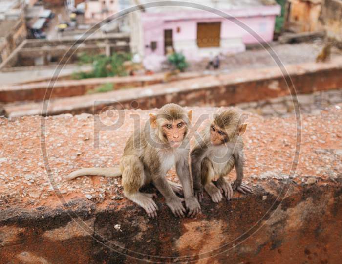 Monkey , animal Photography