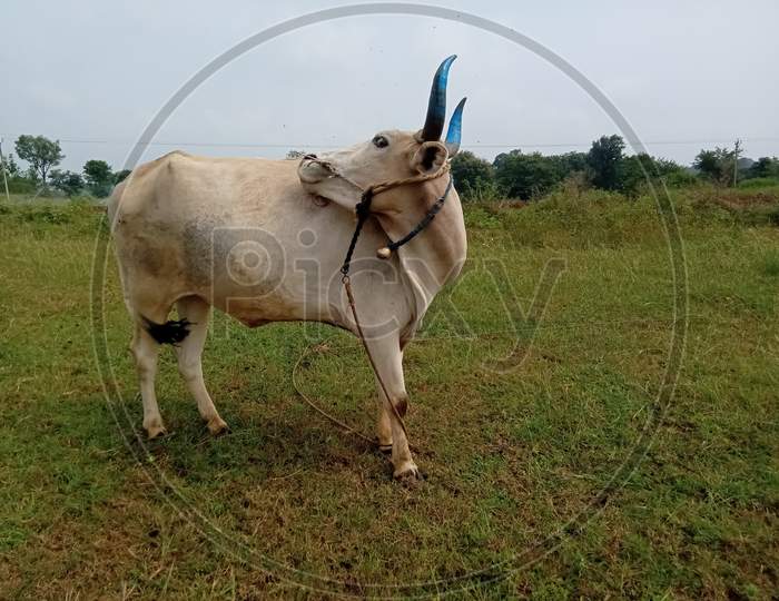 Ox in farm