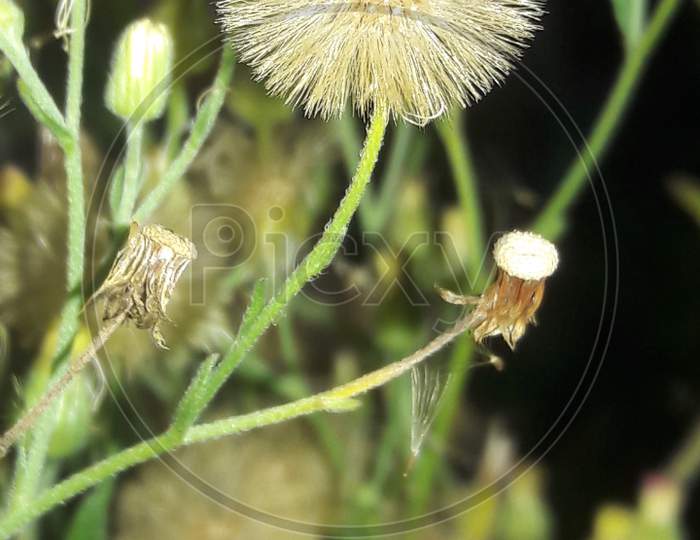 sow thistles