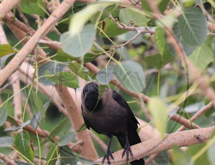 Crow, Tree, Bird