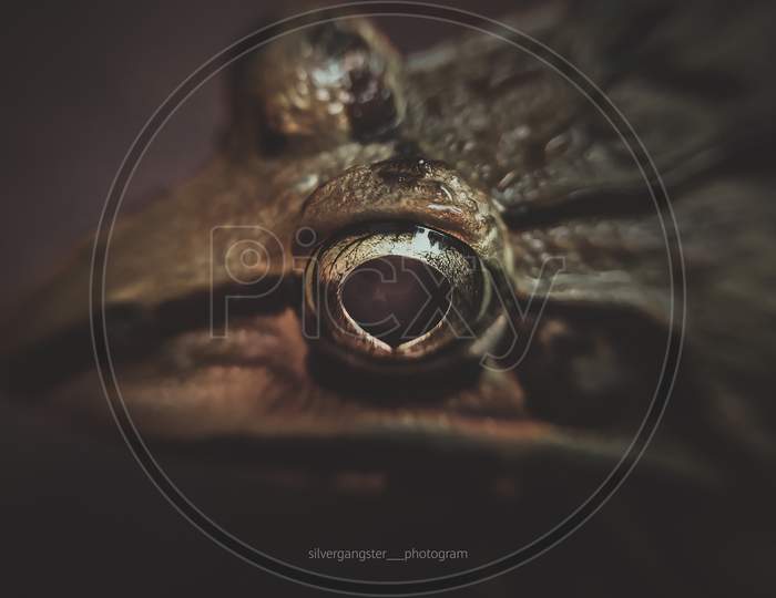 frog's eye