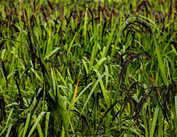 Black rice cultivation