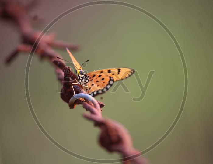 Micro photo of butterfly