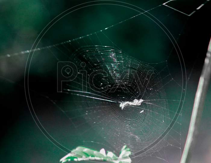 Spider net in a tree photo