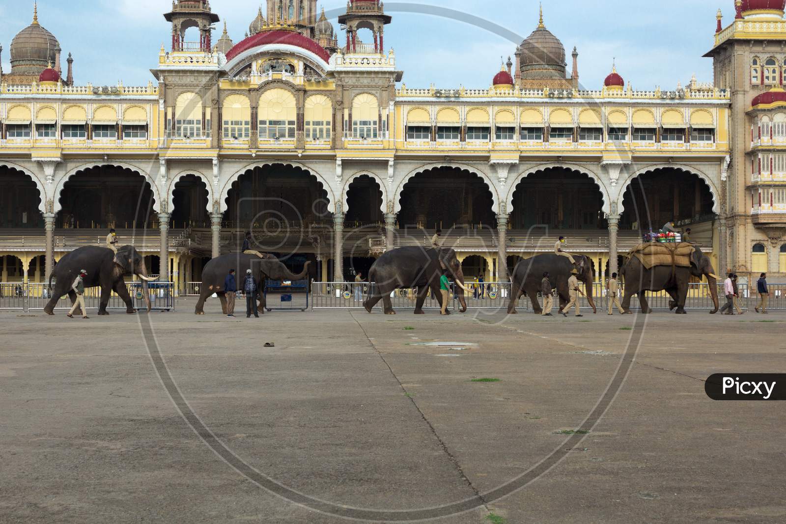 A Elegant view of the Elephants paraded during early morning for the Dasara festival rehearsal at Ambavilas Palace in Mysore city of Karnataka.